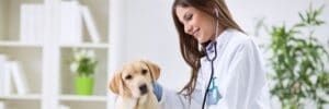 veterinary-public-relations
